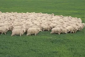 澳大利亚羊毛“第一主顾”，中企如此再生产图片