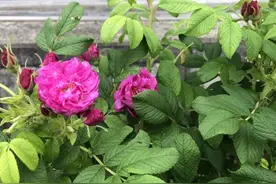 金山这里藏着一个玫瑰花园！这里的花不仅能观赏，还能食用！图片