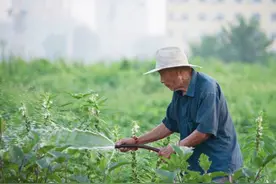 青未了 | 陈华卿专栏：父亲的小菜园图片