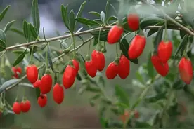 保温杯里的它，被张锡纯称为“滋补肝肾最良之药”图片