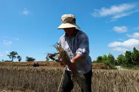 豫南小麦夏收遭遇“烂场雨”：倒伏发霉收购价腰斩，政府多措抢收图片