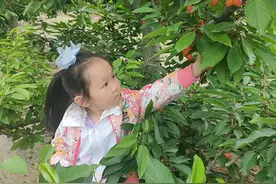 房山区长阳农场“暖心”樱桃采摘开夜场 扩容果树下“朋友圈”图片