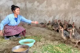乡村振兴丨鸵鸟养殖“鸵”起乡村振兴致富梦图片