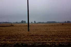 河南连日阴雨，小麦快烂在地里了图片