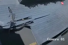 监控实拍！店铺门口天降鳄鱼，派出所：可能是因为天太热，鳄鱼自己爬出鱼缸摔落图片