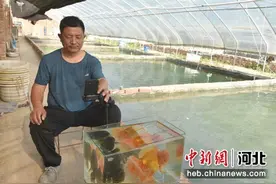 河北景县：小金鱼游出致富路图片