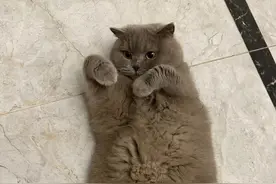 夏天宠物到底要不要剃毛？专家：毛剃光只是让你看得清凉，它不会觉得凉快 | 萌宠话题图片