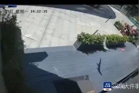 深圳一私养鳄鱼从小区阳台坠落，现已无害化处理图片