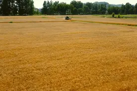 麦浪飘香 莫让烟火毁掉收获…图片