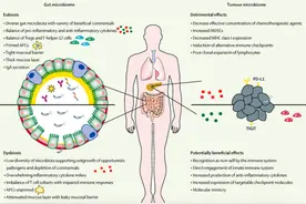 肠道菌群疗法正在兴起，粪菌移植为何可用来治病？图片