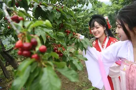 摘樱桃、探古道、住民宿 门头沟区王平镇樱桃节开幕图片