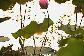 小荷才露尖尖角，早有蜻蜓立在上头干嘛呢？图片