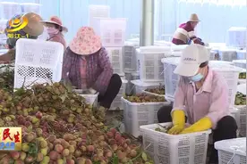 阳西首批荔枝上市 农户采摘忙图片