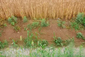 跨区收割的“田野麦客”：因下雨打乱收割路线，农忙时月入三四万，收完麦子收水稻图片