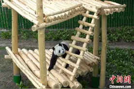 亚布力熊猫馆猫爬架太“豪”了图片
