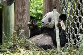 熊猫“丫丫”的回家路：完成中美友好使者任务，再掀全球热潮图片