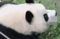 大熊猫“园润”被一男子恶意泼水,官方通报：终身禁入！图片