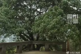 四川千年荔枝树时隔11年再结果图片