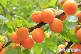 今日心语（杨叶）图片