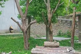 熊猫社区｜熊猫宝宝生气了怎么办？在线等图片