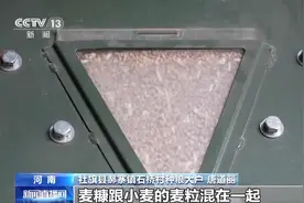 小麦收获期遭遇“烂场雨” 如何应对？图片