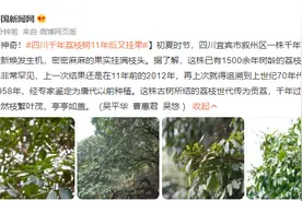 神奇！四川千年荔枝树11年后又挂果图片