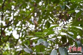 神奇！四川千年荔枝树11年后又挂果图片