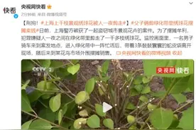 刑拘！上海上千枝景观绣球花被人一夜剪走图片