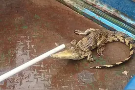 猫头鹰，蛇，竟然还有小鳄鱼！ 派出所成了“动物救助站”图片