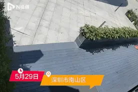 视频热传！闹市天降鳄鱼，最新回应图片