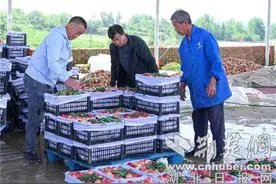 枣阳市熊集镇：链式发展桃产业 鲜桃销售很火热图片