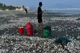 广东一沙滩现大量生蚝，有人捡了一两百斤，渔业部门：建议别吃图片