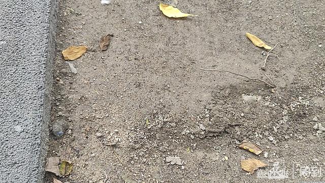 我要投诉 | 公交站前人行道树坑一个多月没填平，老人一脚踩到摔伤……