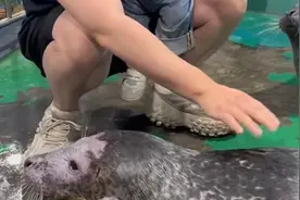 嘉兴海底世界斑海豹疑似头秃患皮肤病，渔政部门：已向上级反馈图片