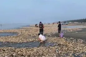 海滩突现密密麻麻“生蚝带”，吃货们都坐不住了！图片