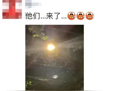 一夜之间全出来了？上海人崩溃：一直从天上掉下来白蚁的翅膀图片