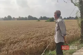 雨过天晴河南麦农抢收小麦：烘干机不足就去公路晾晒，产量品质下降有人亏了2万元图片