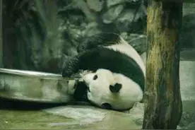 大熊猫是懂过儿童节的图片