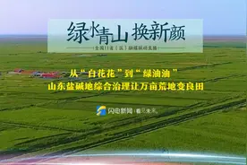 绿水青山换新颜丨从“白花花”到“绿油油” 山东盐碱地综合治理让万亩荒地变良田图片