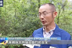 竹笋季来啦！原来野生大熊猫的生活环境如此“讲究”图片