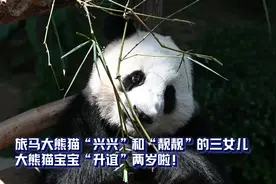 全球连线｜大熊猫宝宝“升谊”两岁了！图片