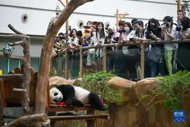 旅马大熊猫“升谊”两岁啦！图片