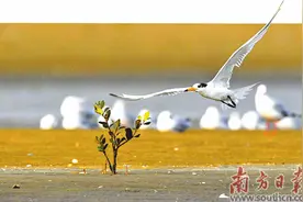 在最美风景里遇见最美小鸟图片