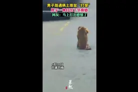 男子路遇俩土拨鼠“打架”，脖子一伸打出了节奏感图片