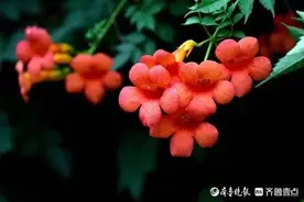 我热爱夏天.朱绪厚图片