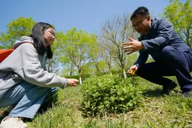 植物也有“中药疗法”，林大教授树枝“熬汤”反哺林地图片