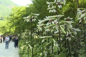 河南嵩县：大叶百合赏花节开幕图片