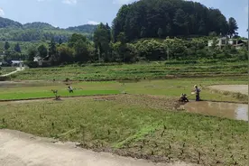 开阳县南龙乡：田间水稻移栽忙 稳粮增收好“钱”景图片