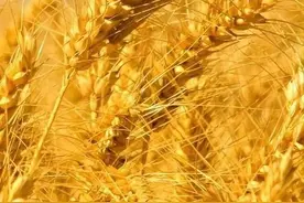 《麦收》散文原创侯保军图片