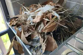 国家二级保护动物住进小区，居民为难了图片